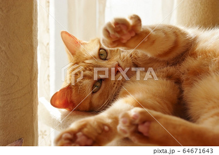 抱っこしてほしいと両手を伸ばす猫。アメリカンショートヘアのレッドタビー 64671643