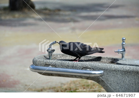 ハトの水のみ ハトの水のみ 64671907