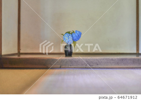 紫陽花１ 64671912