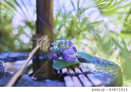 紫陽花３ 64671915