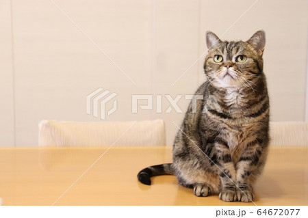左上視線猫。アメリカンショートヘアのブラウンタビー。コピースペース 左上視線猫。アメリカンショートヘアのブラウンタビー。コピースペース 64672077