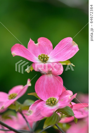 満開のハナミズキ(N) 64672364