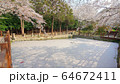 春 桜 池 64672411