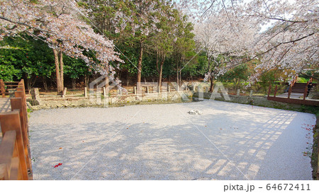 春 桜 池 64672411