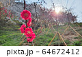 春 紅梅 赤 64672412