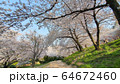春 桜 樹木 64672460