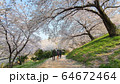 春 桜 樹木 64672464