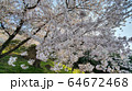 春 桜 樹木 64672468