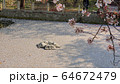 春 桜 樹木 64672479