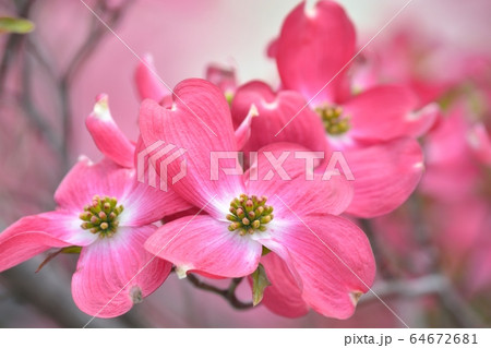 満開のハナミズキ(N) 64672681