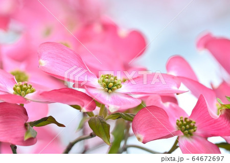 満開のハナミズキ(N) 64672697