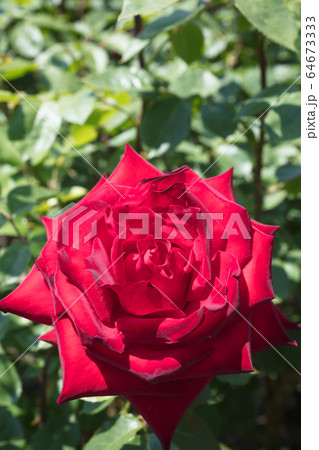 赤いバラの花 赤いバラの花 64673333
