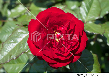 赤いバラの花 64673562