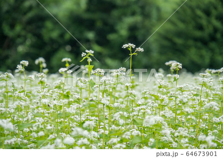 そばの花 そばの花 64673901
