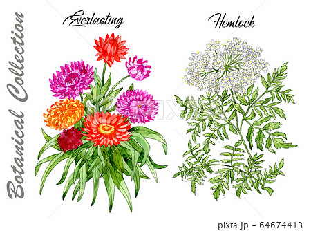 Design set of Everlasting and Hemlock flowers isolated on white. Watercolor hand drawn botanical illustration with floral elements. See my full collection of plants 64674413