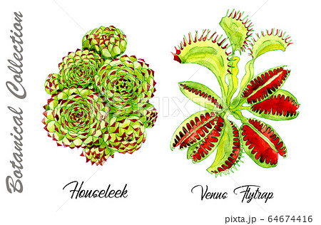 Design set of Houseleek and Venus Flytrap flowers isolated on white. Watercolor hand drawn botanical illustration with floral elements. See my full collection of plants 64674416