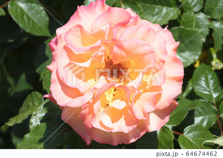 オレンジのバラの花 64674462