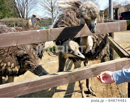 ダチョウ王国石岡ファーム 好奇心旺盛なダチョウに噛まれないように の写真素材