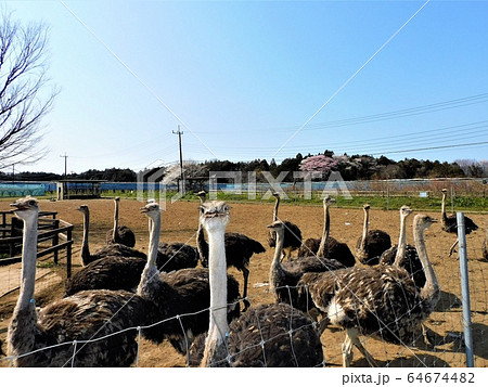 ダチョウ王国石岡ファーム~たくさんのダチョウの群れは見応え充分! ダチョウ王国石岡ファーム~たくさんのダチョウの群れは見応え充分! 64674482