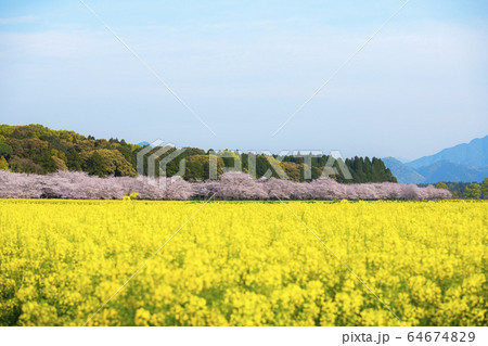 菜の花と桜　西都原古墳群 64674829