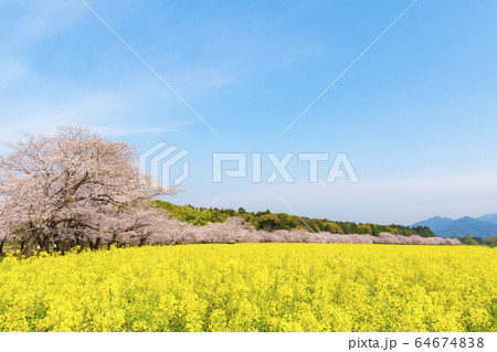 満開の桜と菜の花 西都原古墳群の写真素材 [64674838] - PIXTA
