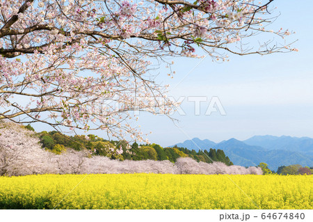 満開の桜と菜の花 西都原古墳群 満開の桜と菜の花 西都原古墳群 64674840