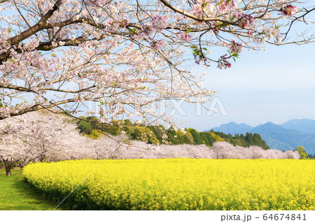 満開の桜と菜の花 西都原古墳群 満開の桜と菜の花 西都原古墳群 64674841