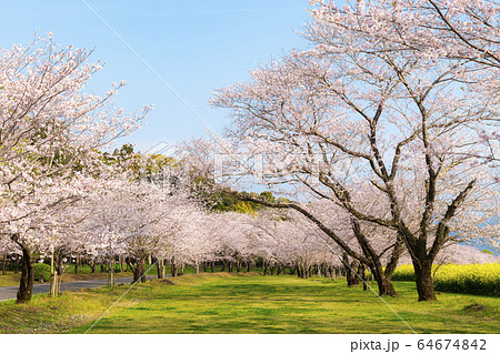 楽天市場】桜 さくら 模型 ジオラマ 樹木 木 鉄道 模型 10本