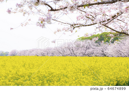 満開の桜と菜の花 西都原古墳群の写真素材 [64674899] - PIXTA