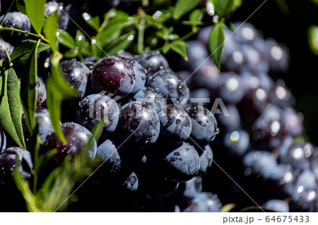 Dark grapes in a basket. Grape harvesting. Red Dark grapes in a basket. Grape harvesting. Red 64675433