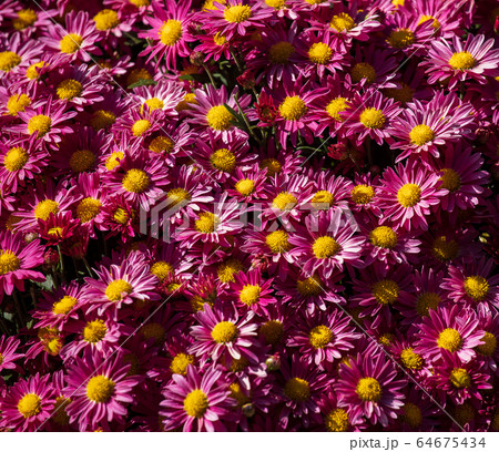 colorful flowers in depth of field colorful flowers in depth of field 64675434