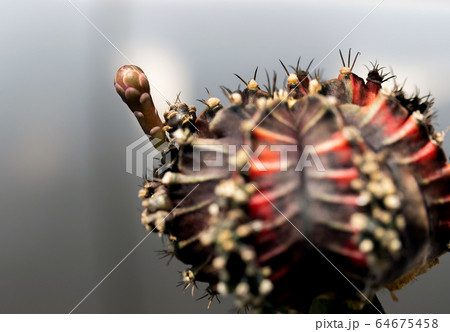 Colourful cactus Gymnocalycium mihanovichii 64675458