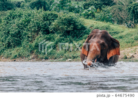 Asian Elephant in a nature at deep forest in 64675490
