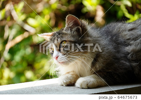 野良猫・美人ネコ・横顔 64675673