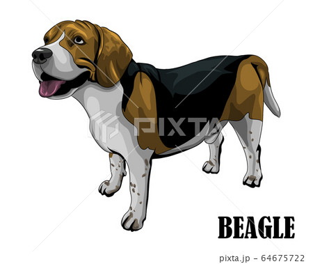 Vector Illustration Of The Beagle Dog Is のイラスト素材
