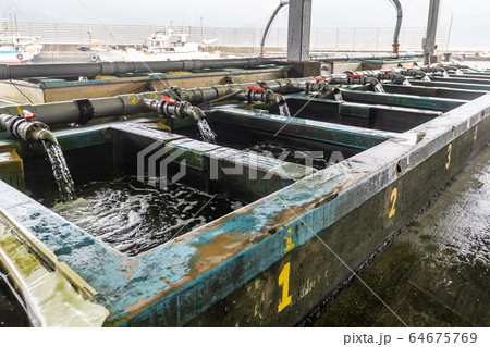 漁港のいけす 64675769