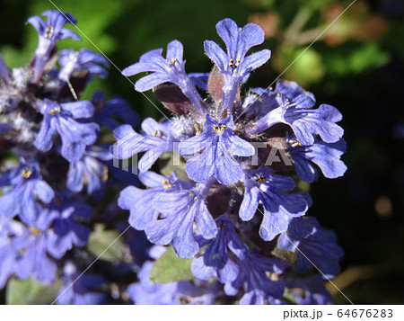 この紫の花はジュウニヒトエの花 64676283