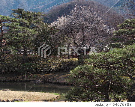 桜咲く早春の真田邸の庭園 64676388