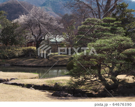 桜咲く早春の真田邸の庭園 桜咲く早春の真田邸の庭園 64676390