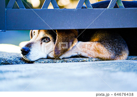 門の下から覗き込む犬 64676438
