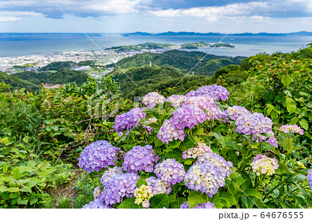 愛知県　三ヶ根山からの眺め　初夏の三河湾　あじさい 64676555