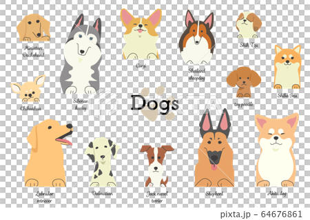 各種類型的狗的前腿(有類型) 各種類型的狗的前腿(有類型) 64676861