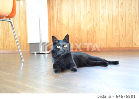 黒猫 リラックス 黒猫 リラックス 64676981
