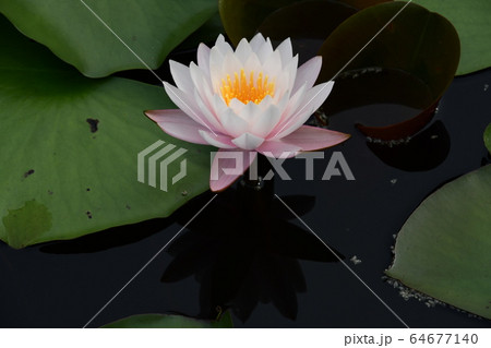 ピンクの羊草の花 ピンクの羊草の花 64677140