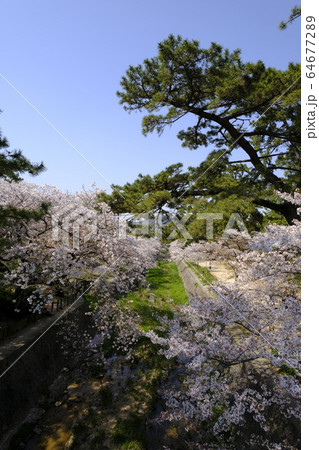 西宮の桜の名所 夙川公園 64677289