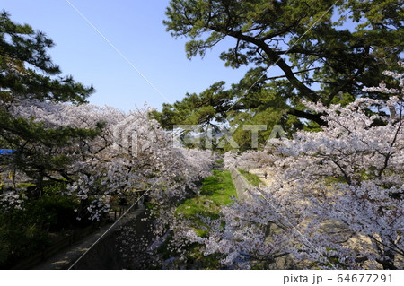 西宮の桜の名所 夙川公園 64677291