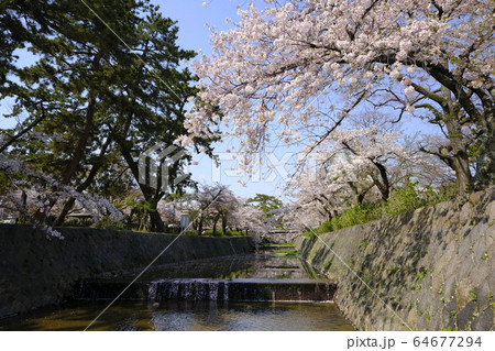 西宮の桜の名所 夙川公園 64677294