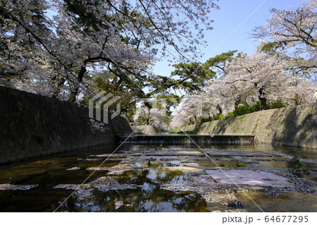 西宮の桜の名所 夙川公園 64677295