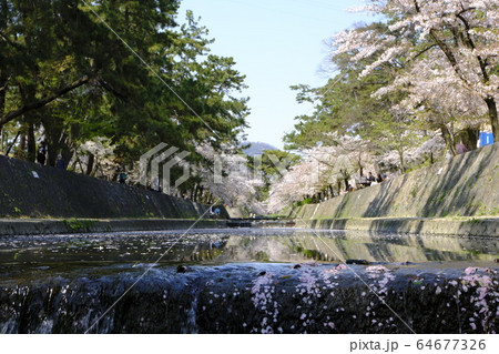 西宮の桜の名所 夙川公園 西宮の桜の名所 夙川公園 64677326