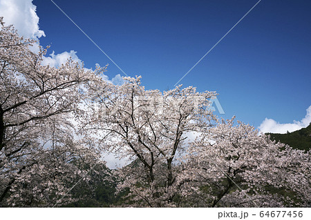上北山村 桜咲く頃 上北山村 桜咲く頃 64677456